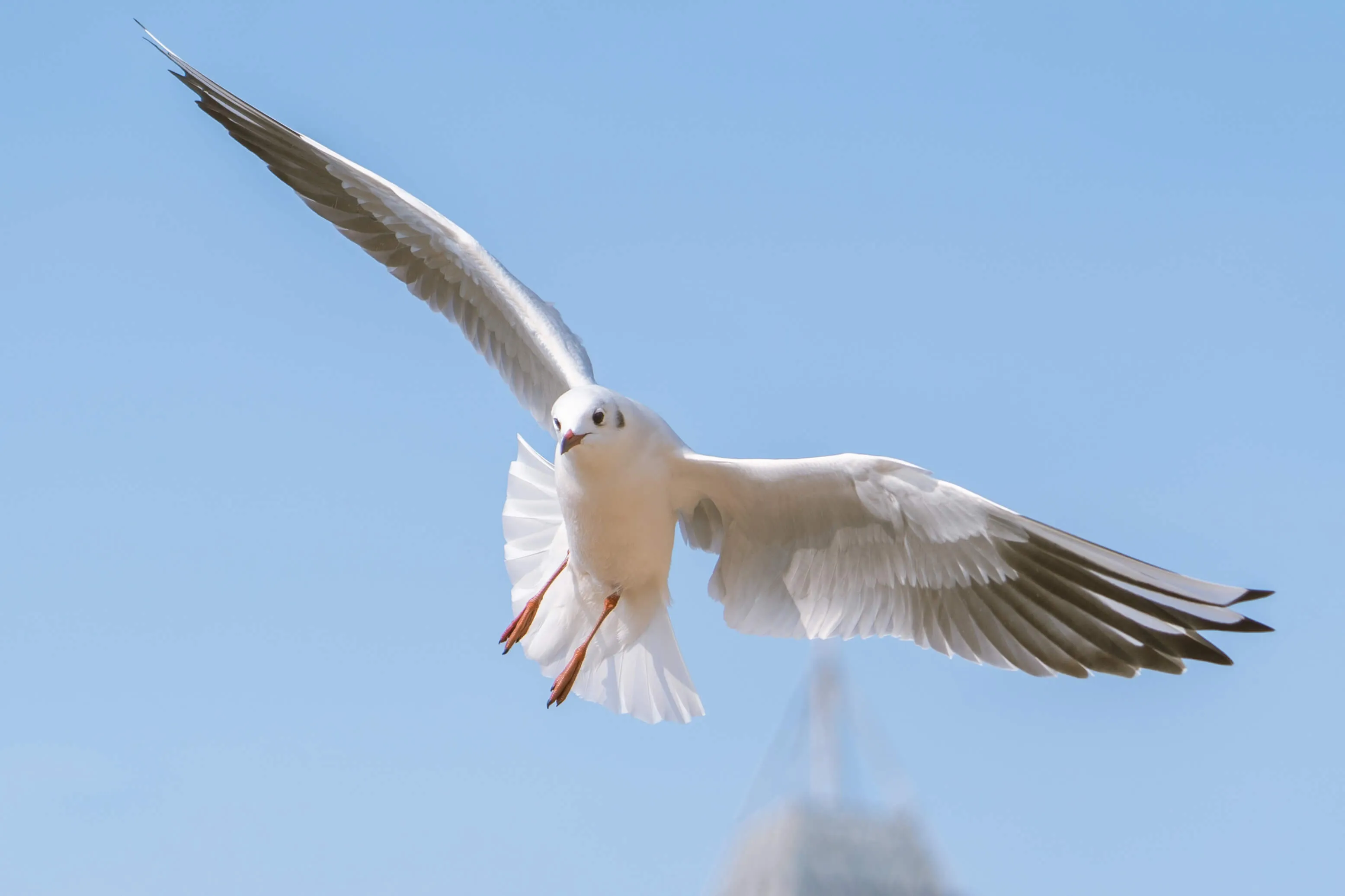 bird