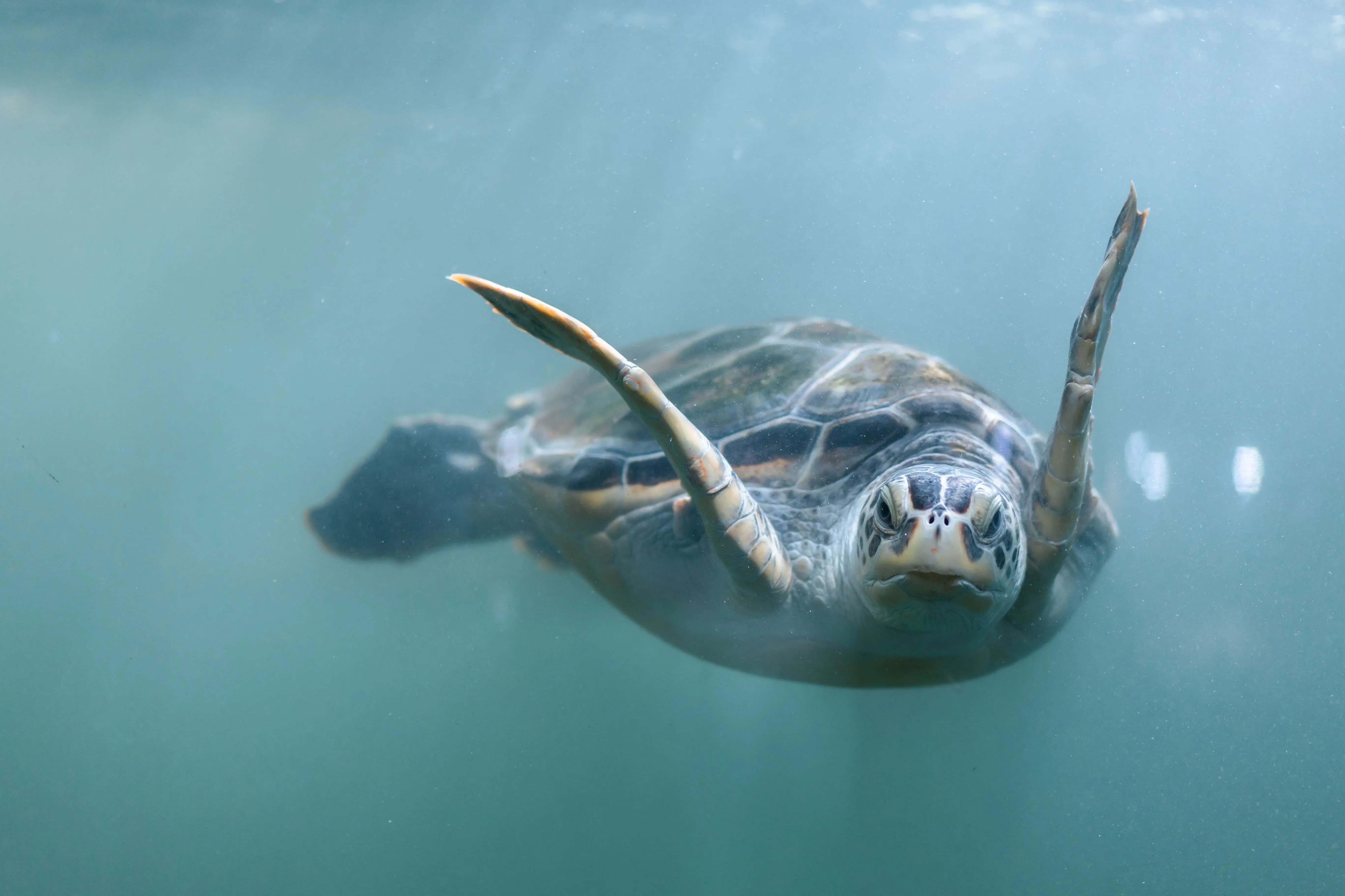 turtle